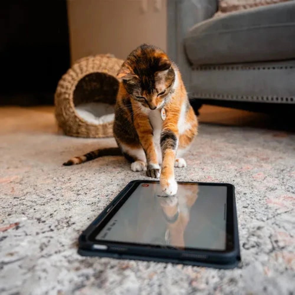 Protector de pantalla NCO GlassGuard para iPad Pro 11 M4